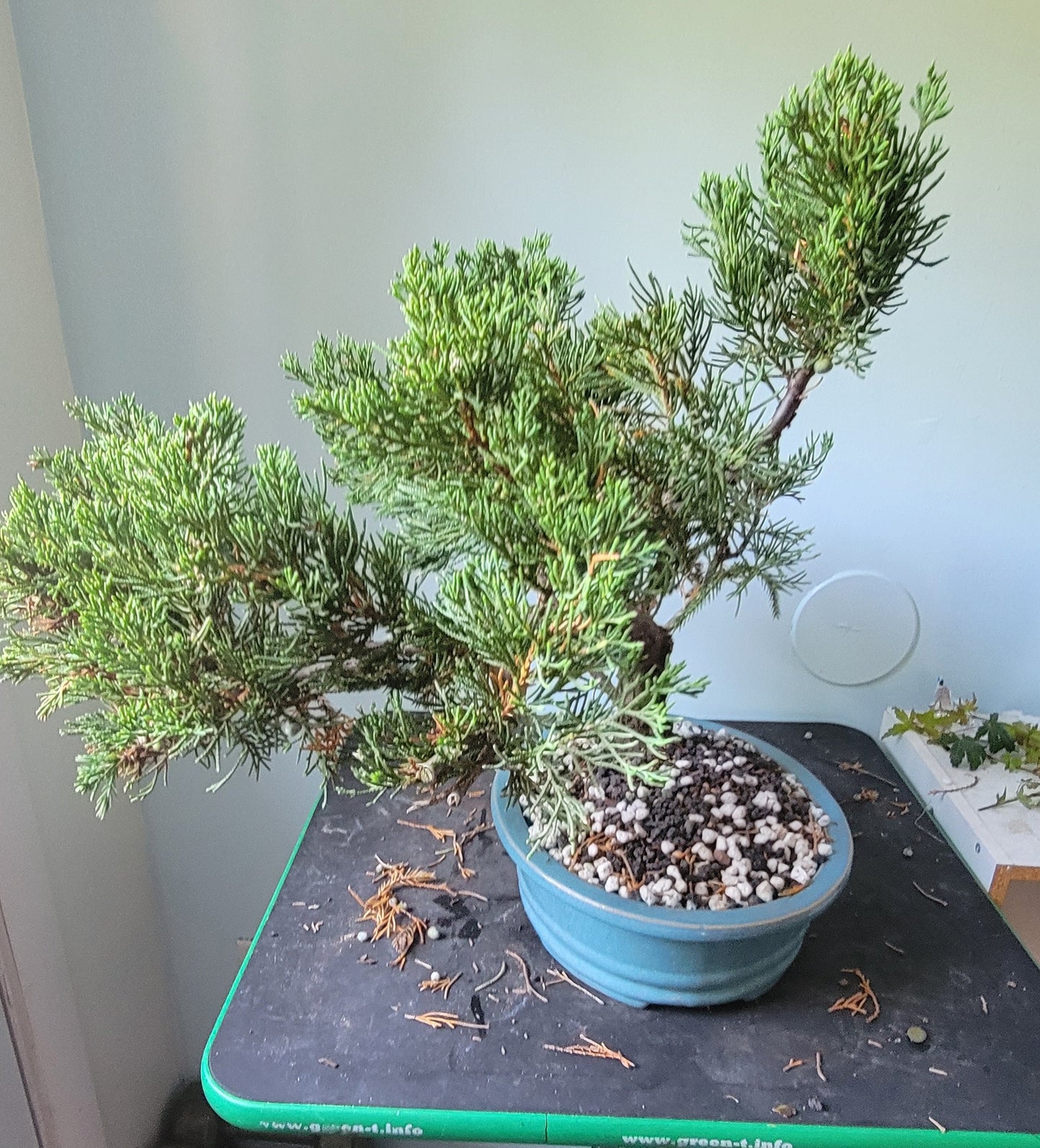 Juniperus Chinensis v. Parsonii pre-bonsai