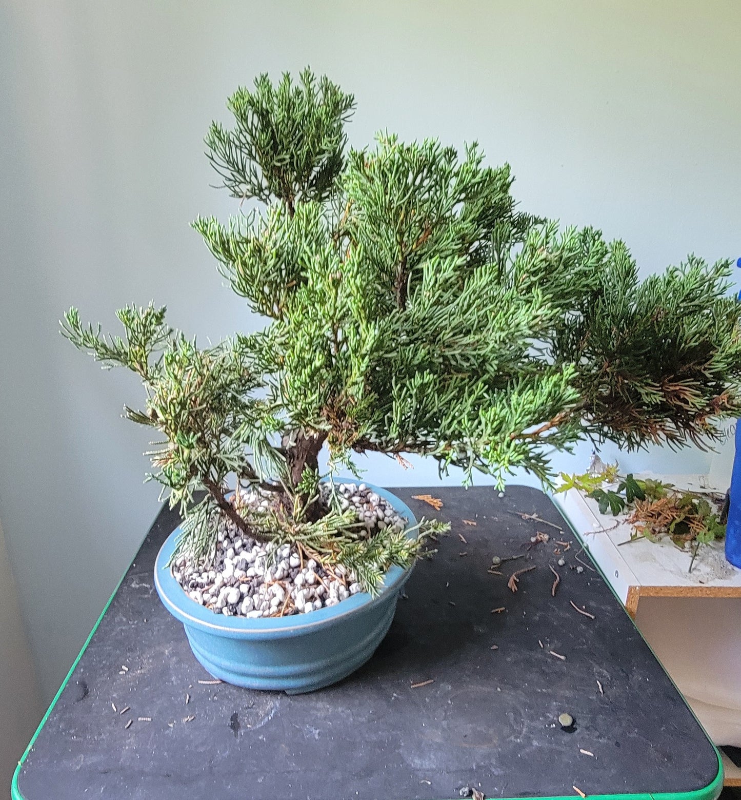 Juniperus Chinensis v. Parsonii pre-bonsai