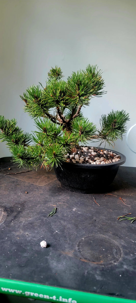 Dwarf Mugo Pine, pinus mugo v. pumilio