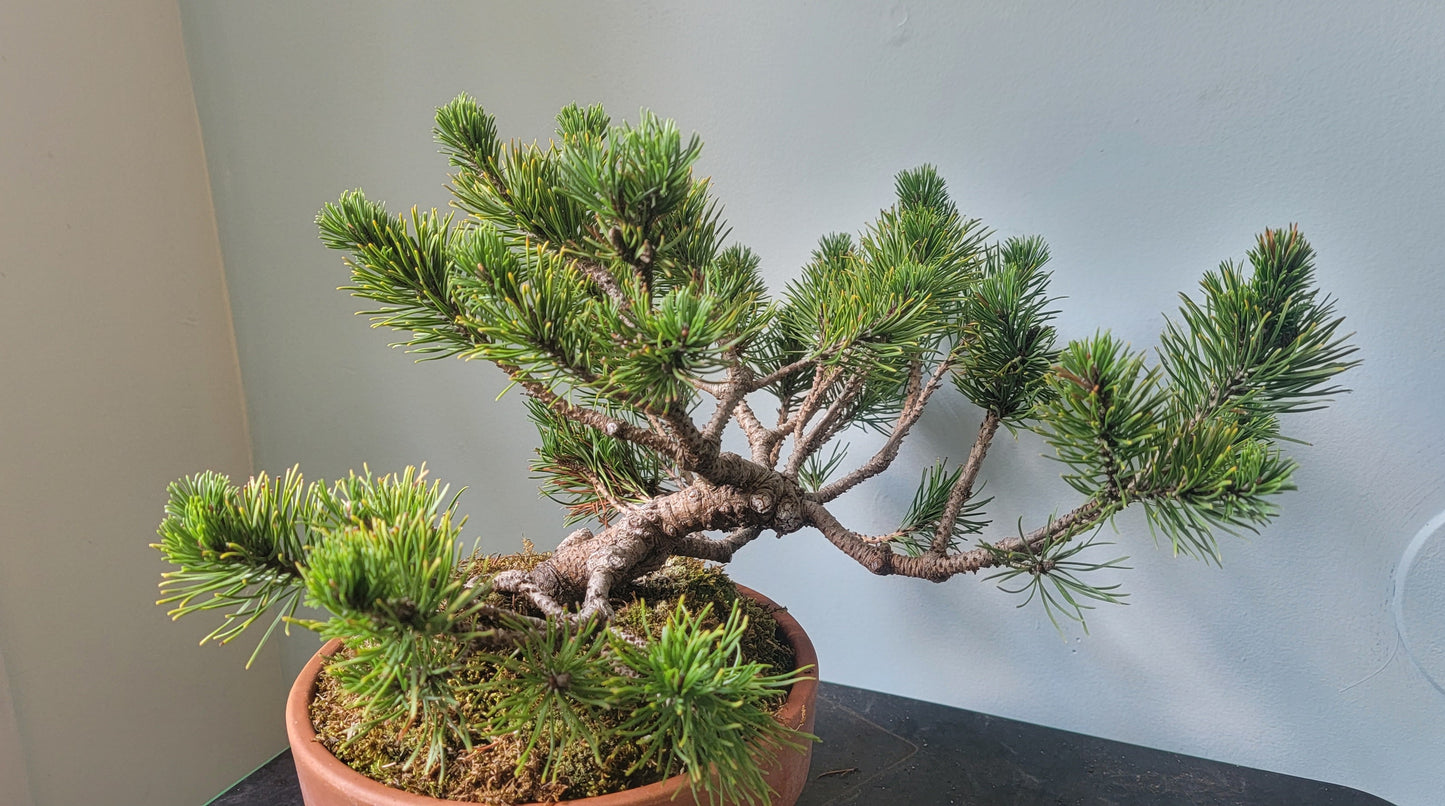 Dwarf Mugo Pine, pinus mugo v. pumilio