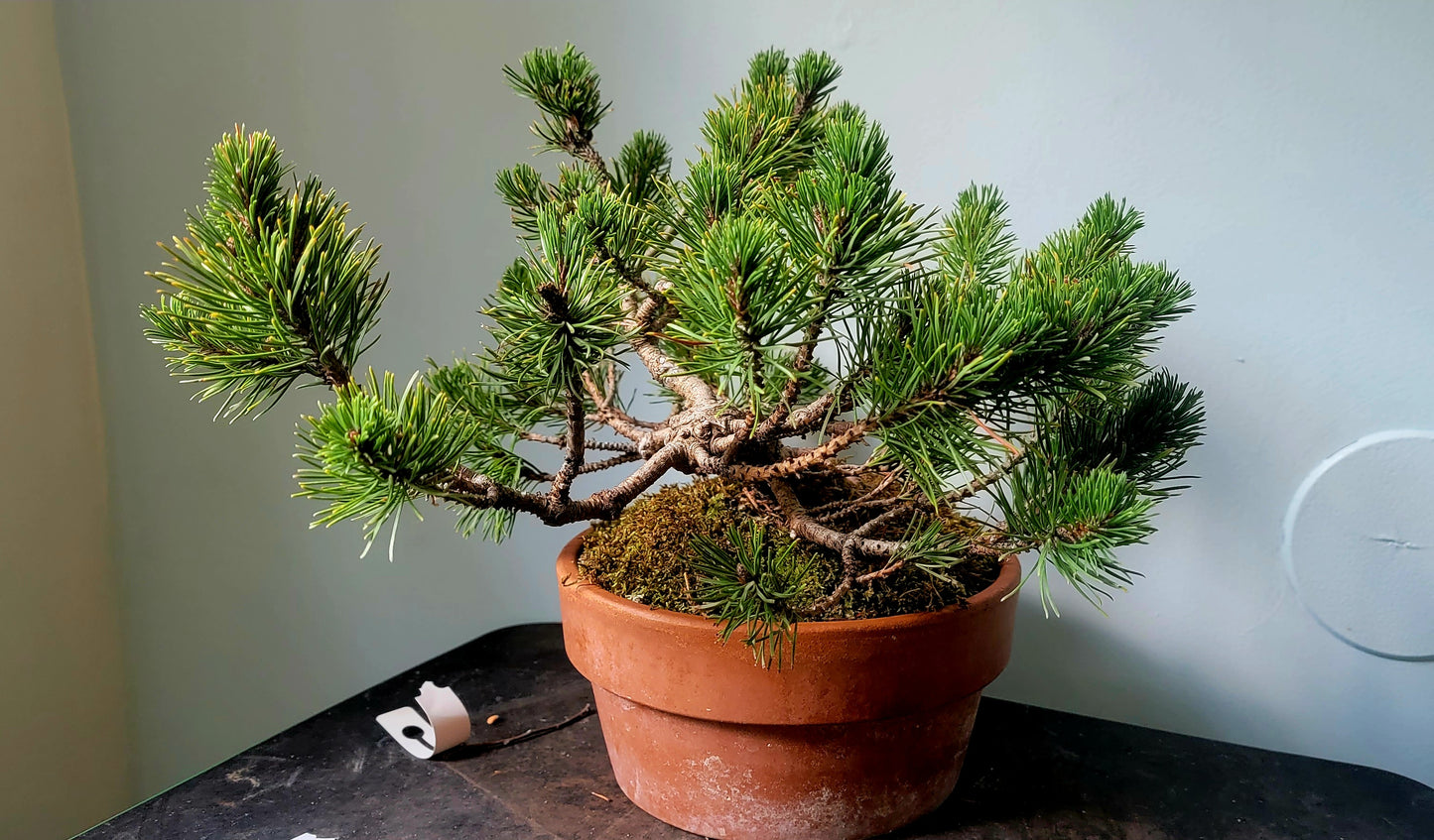 Dwarf Mugo Pine, pinus mugo v. pumilio