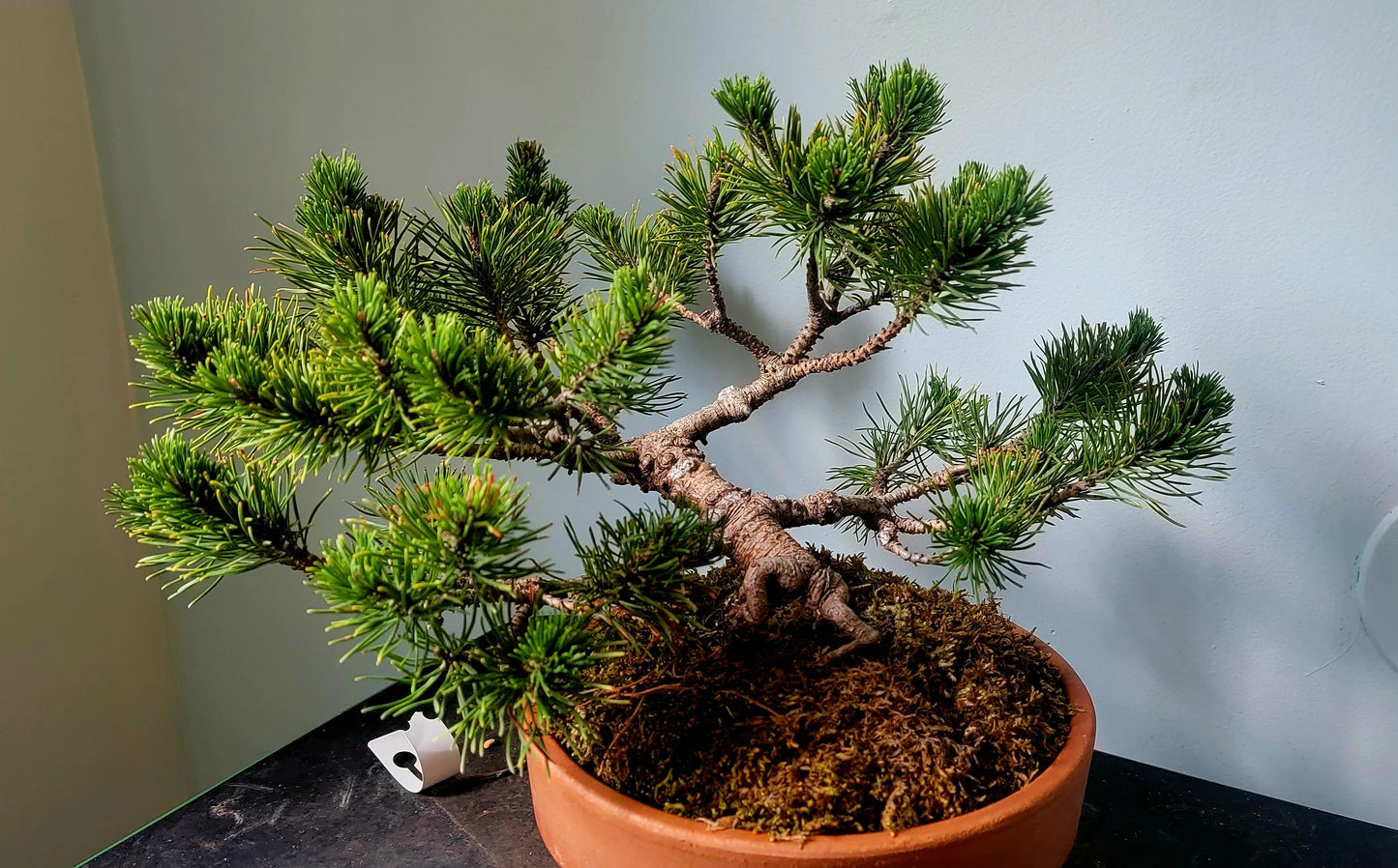 Dwarf Mugo Pine, pinus mugo v. pumilio