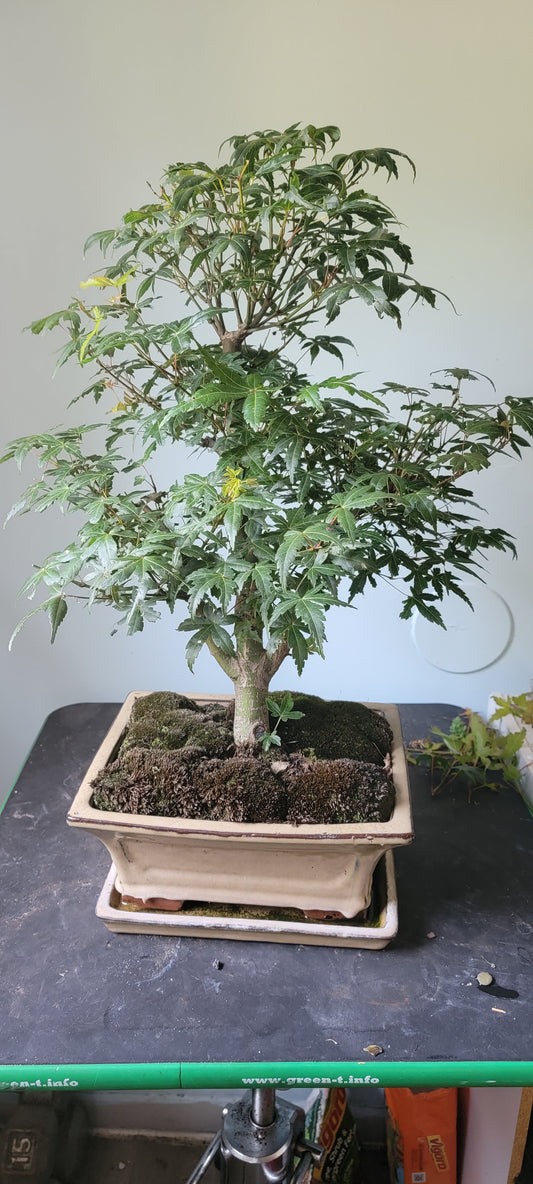 Acer Palmatum, Japanese Maple