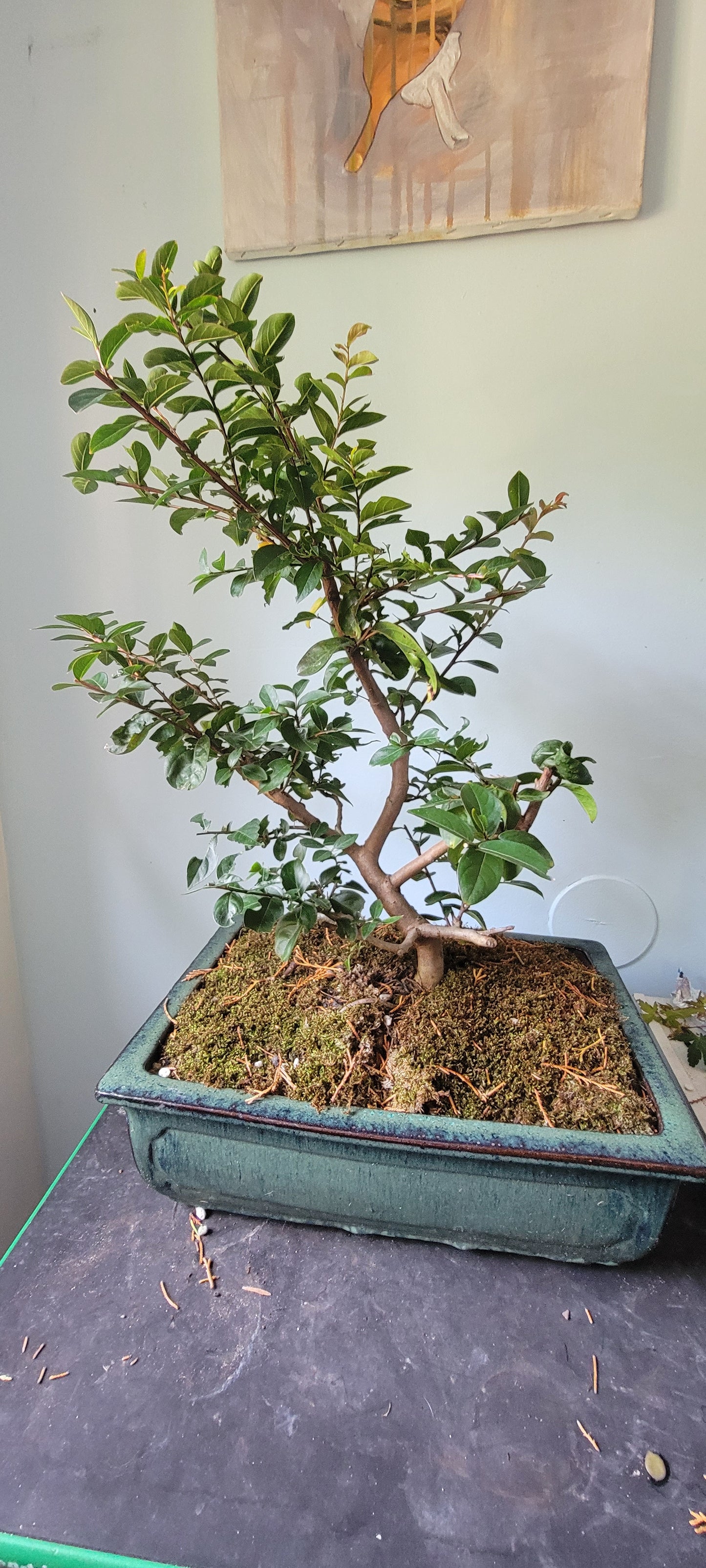 Lagerstroemia, Crepe Myrtle