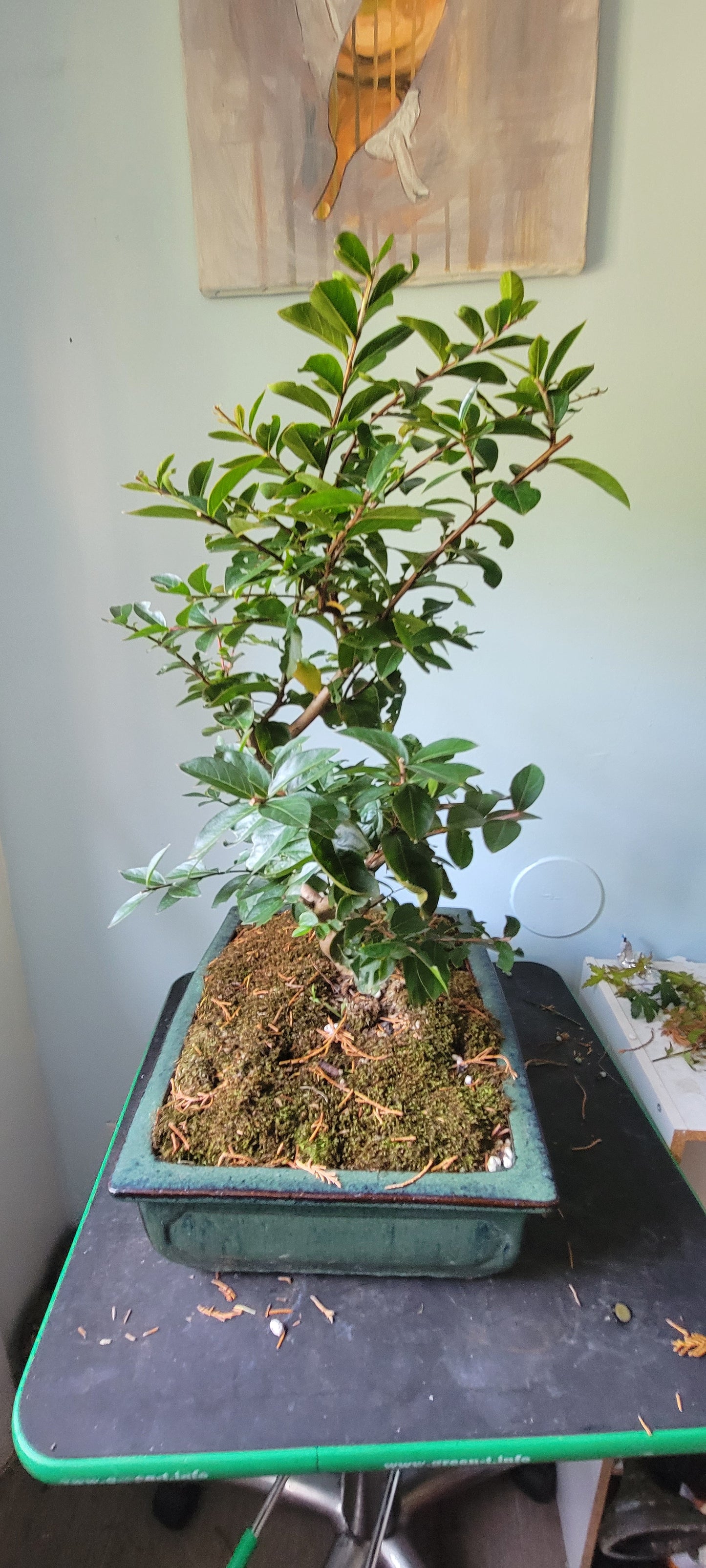 Lagerstroemia, Crepe Myrtle