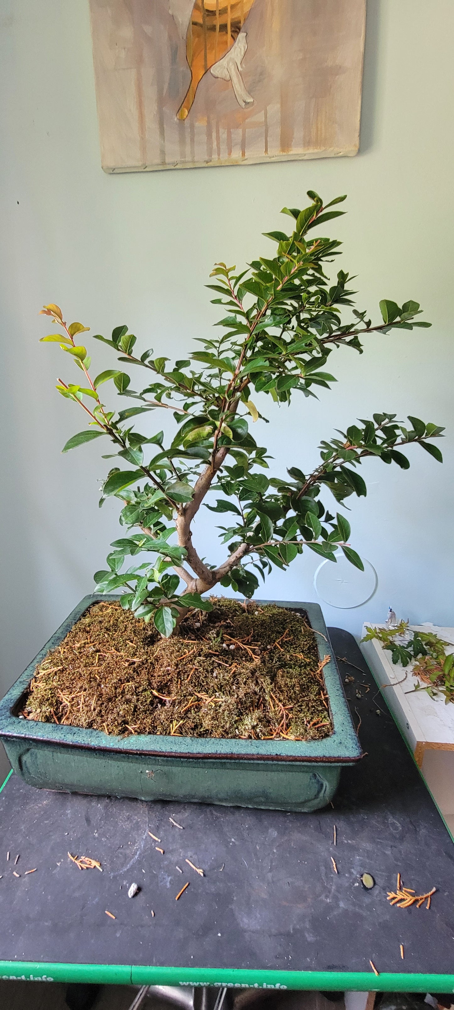 Lagerstroemia, Crepe Myrtle