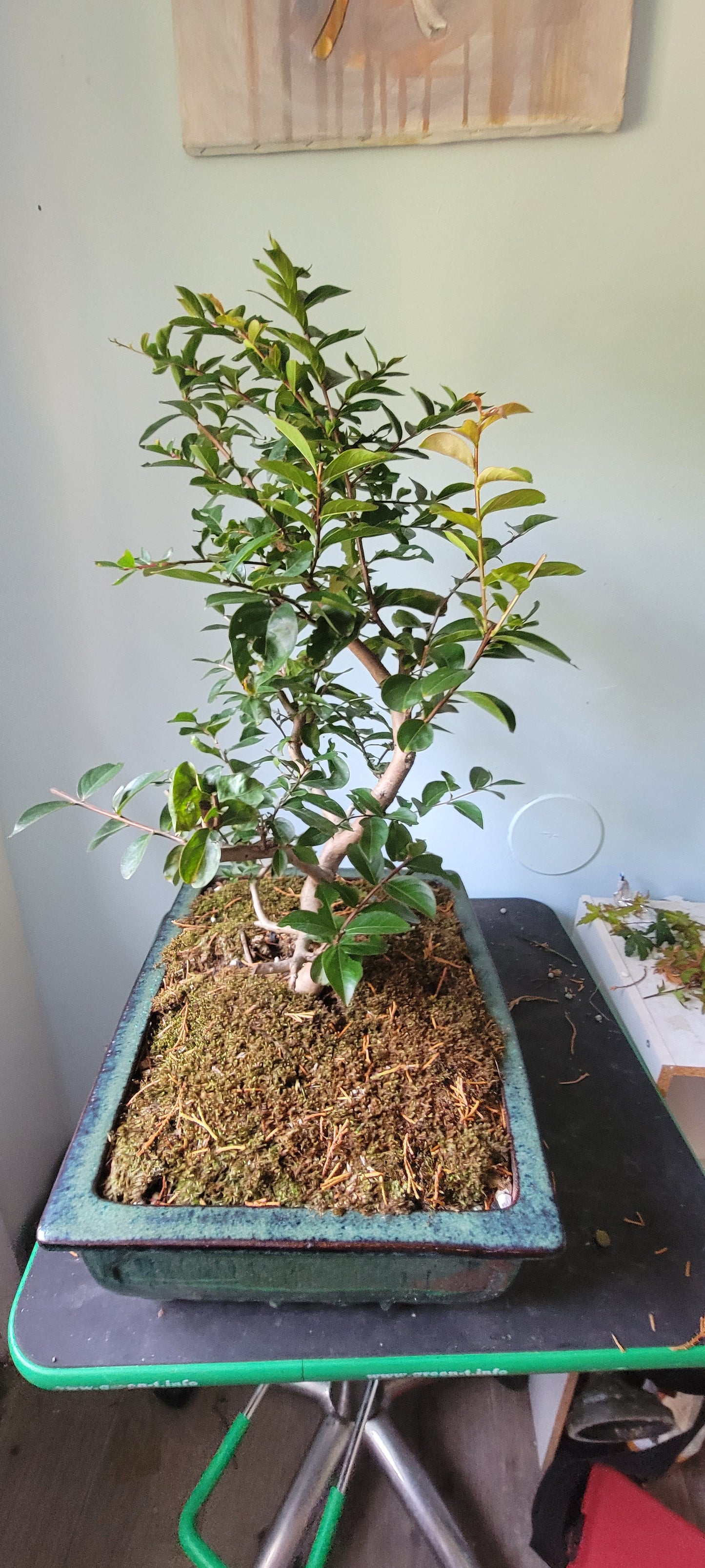 Lagerstroemia, Crepe Myrtle