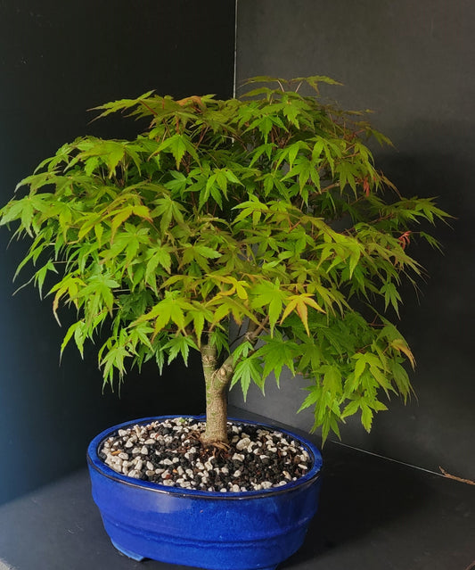 Acer Palmatum, Japanese maple