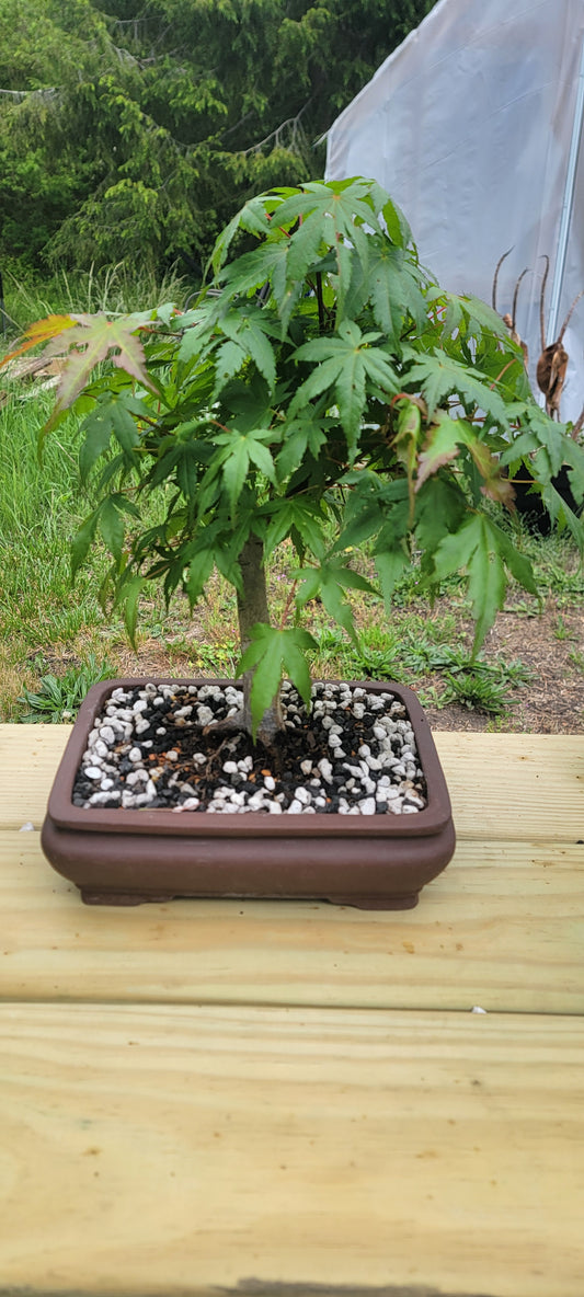 Acer Palmatum, Japanese Maple,  starter pre-bonsai