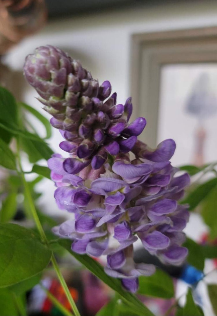 Wisteria Frutescens v. Amethyst Falls