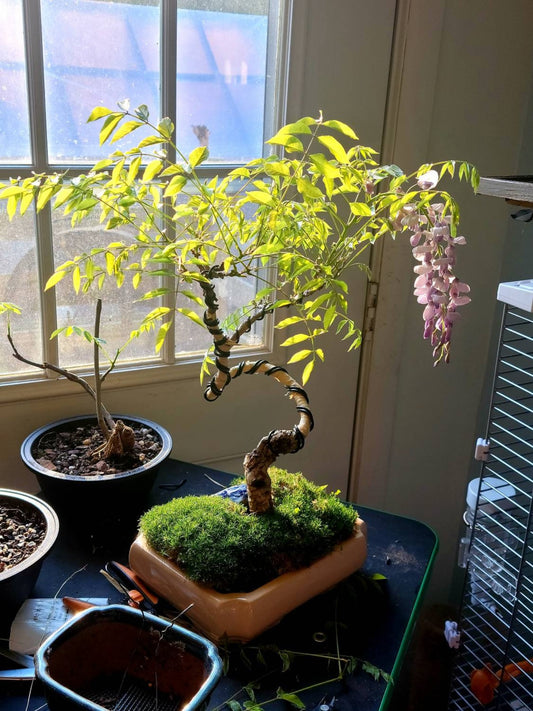Yamadori wisteria sinensis